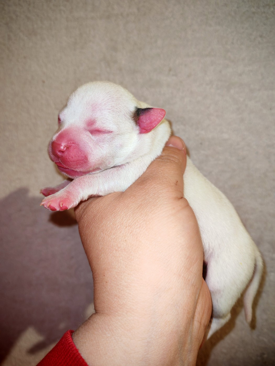 Spirit Wolf Addict - Chiots disponibles - Staffordshire Bull Terrier