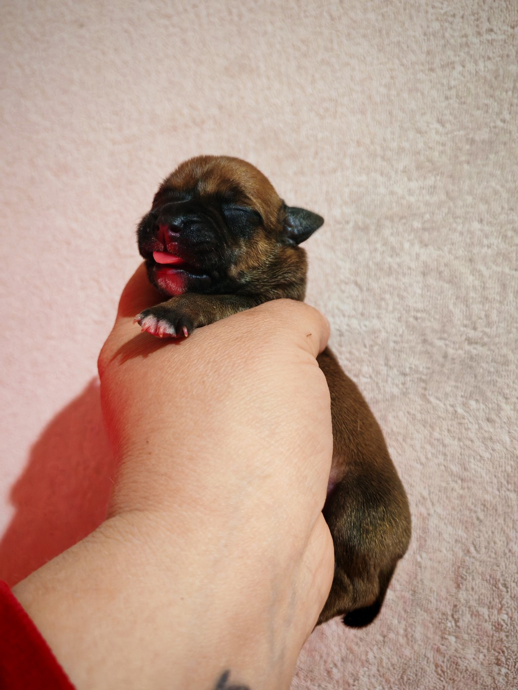 Spirit Wolf Addict - Chiots disponibles - Staffordshire Bull Terrier