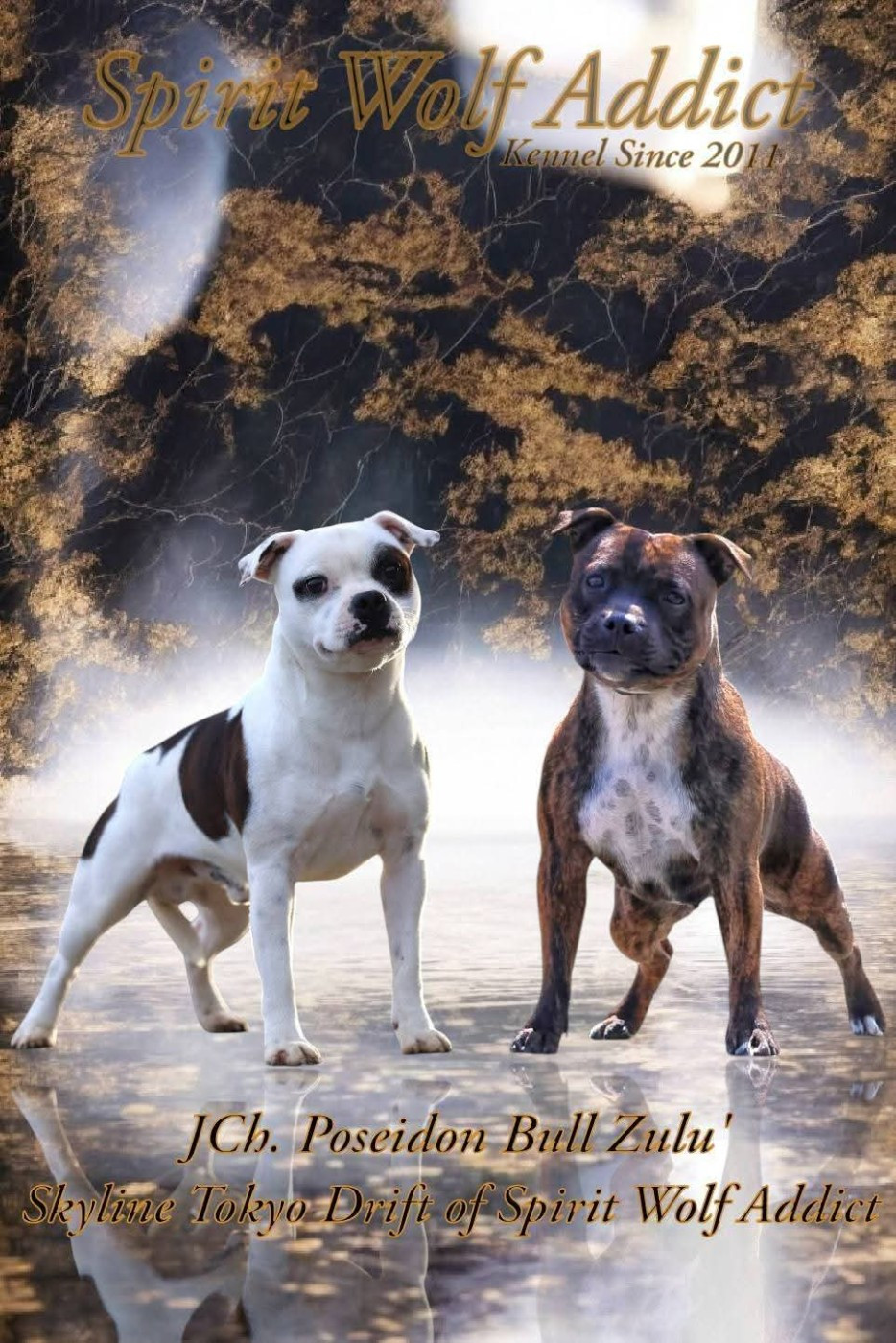 Chiot Staffordshire Bull Terrier Spirit Wolf Addict