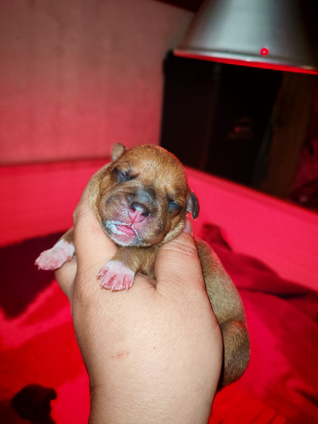 Spirit Wolf Addict - Chiots disponibles - Staffordshire Bull Terrier