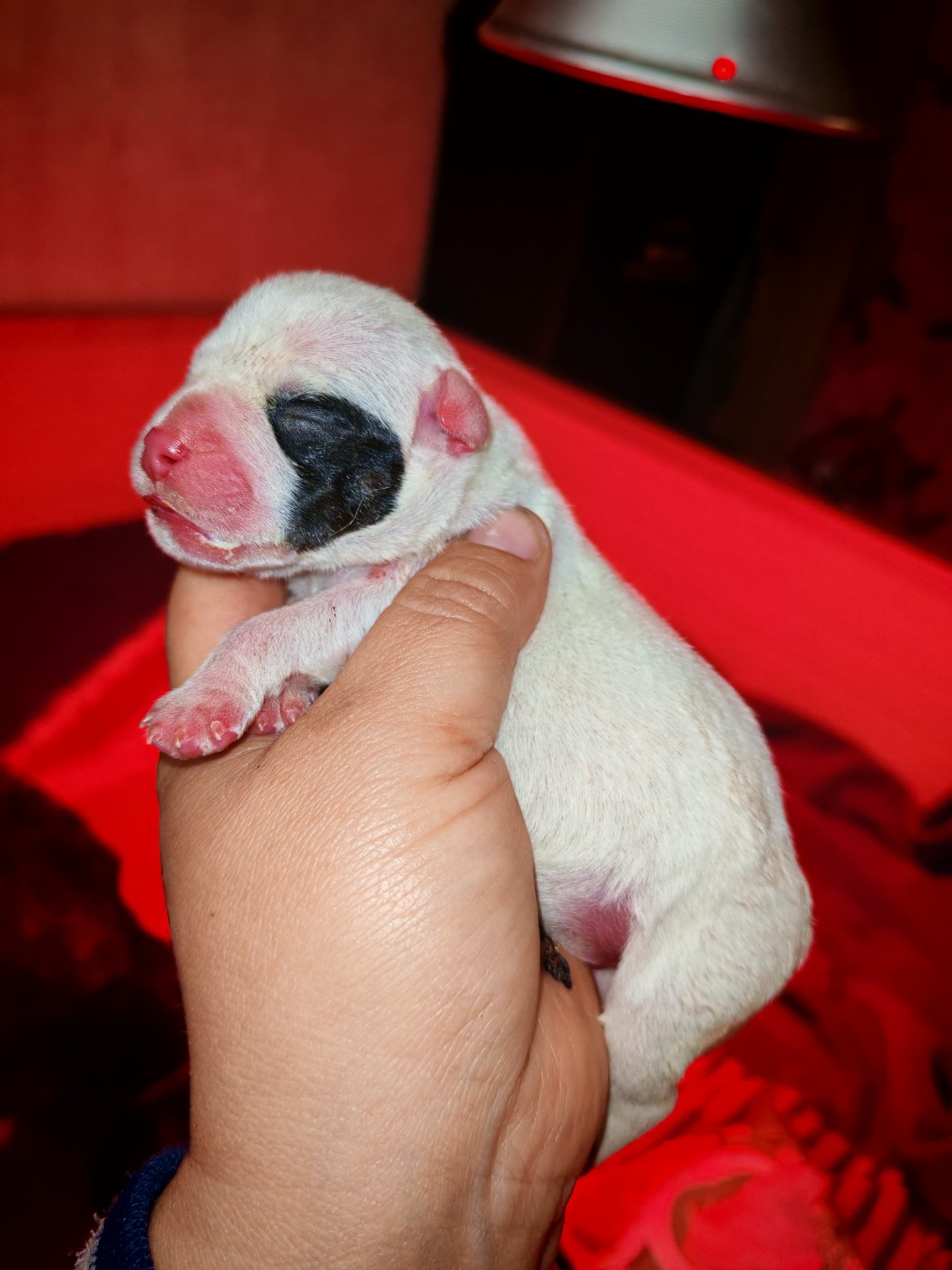 Spirit Wolf Addict - Chiots disponibles - Staffordshire Bull Terrier