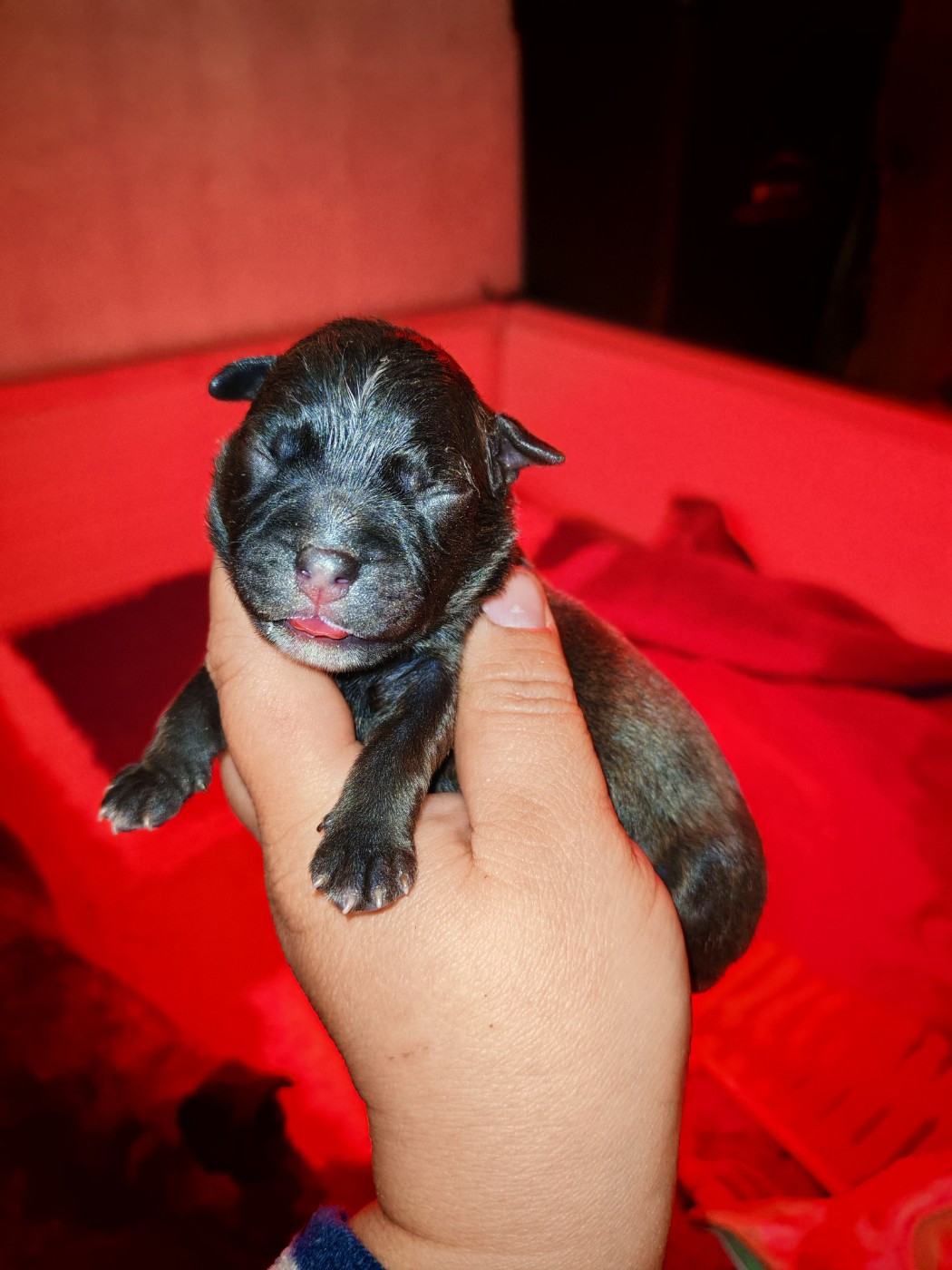 Spirit Wolf Addict - Chiots disponibles - Staffordshire Bull Terrier