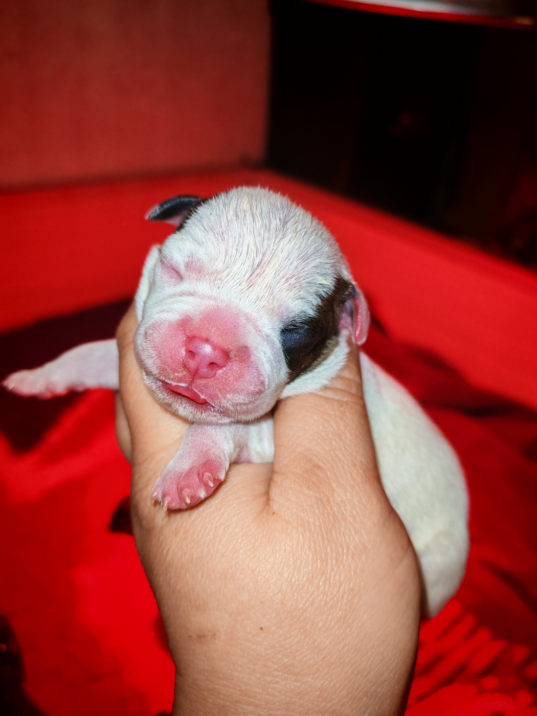 Spirit Wolf Addict - Chiots disponibles - Staffordshire Bull Terrier