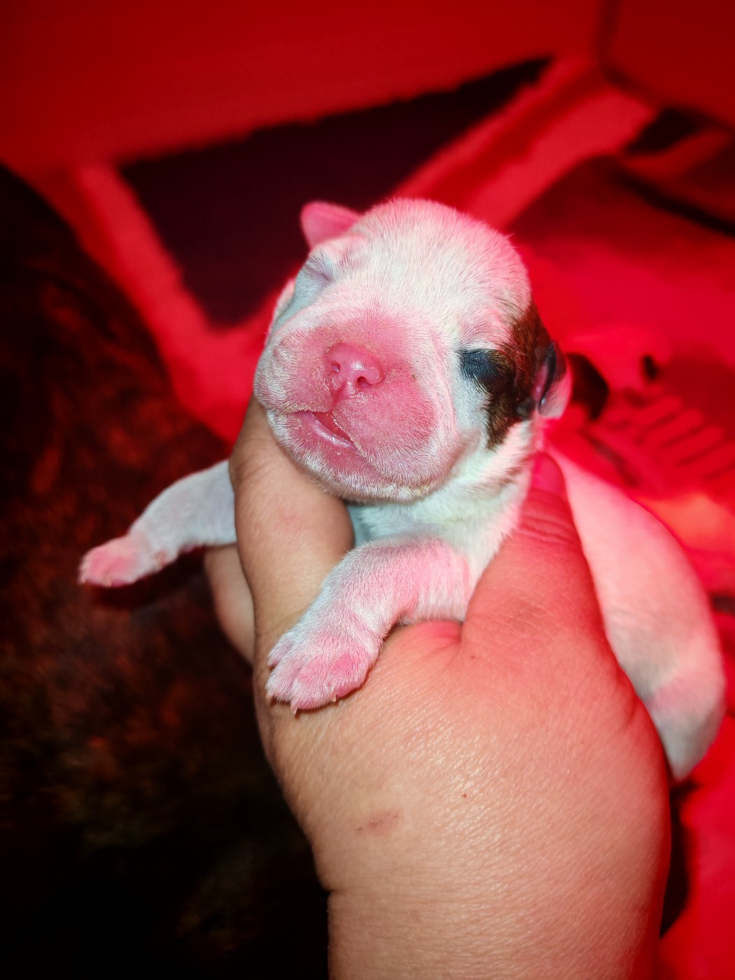 Spirit Wolf Addict - Chiots disponibles - Staffordshire Bull Terrier
