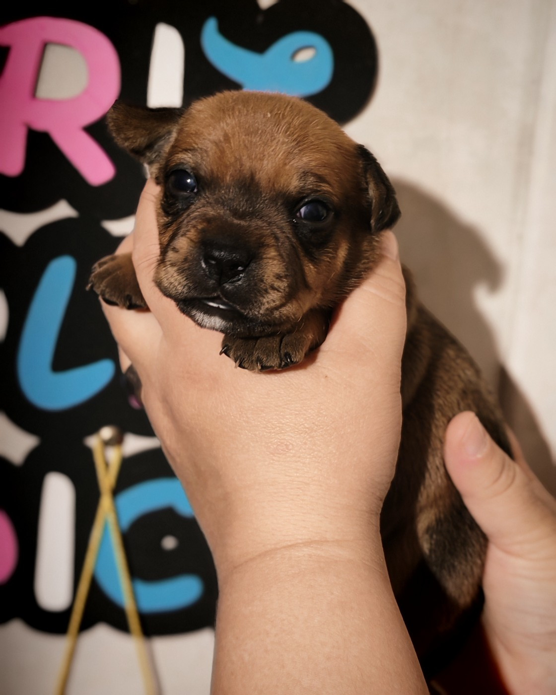 Spirit Wolf Addict - Chiots disponibles - Staffordshire Bull Terrier