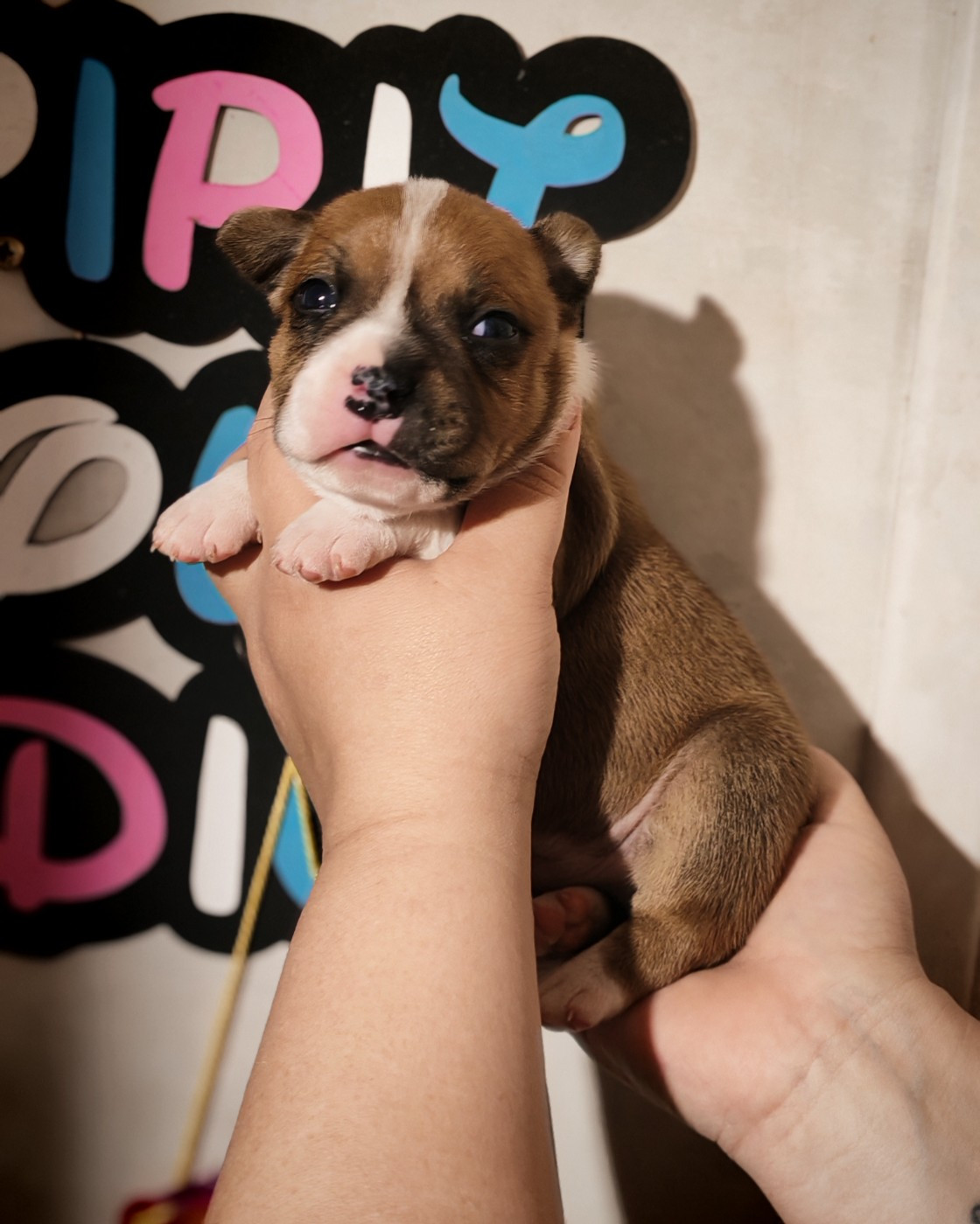 Spirit Wolf Addict - Chiots disponibles - Staffordshire Bull Terrier