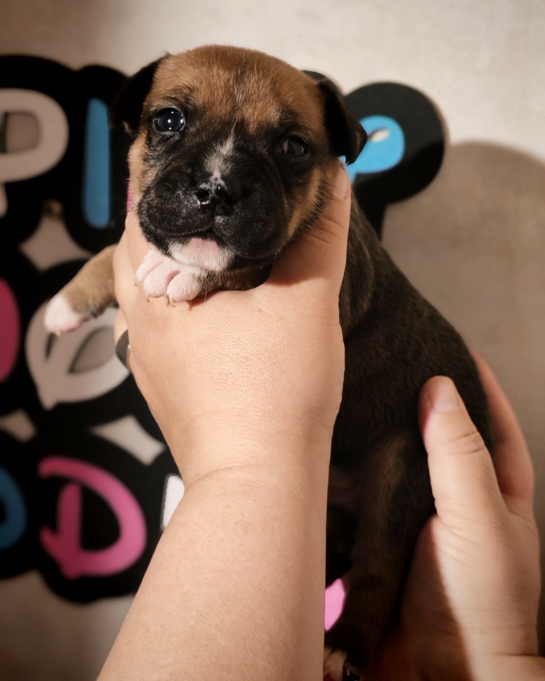 Spirit Wolf Addict - Chiots disponibles - Staffordshire Bull Terrier