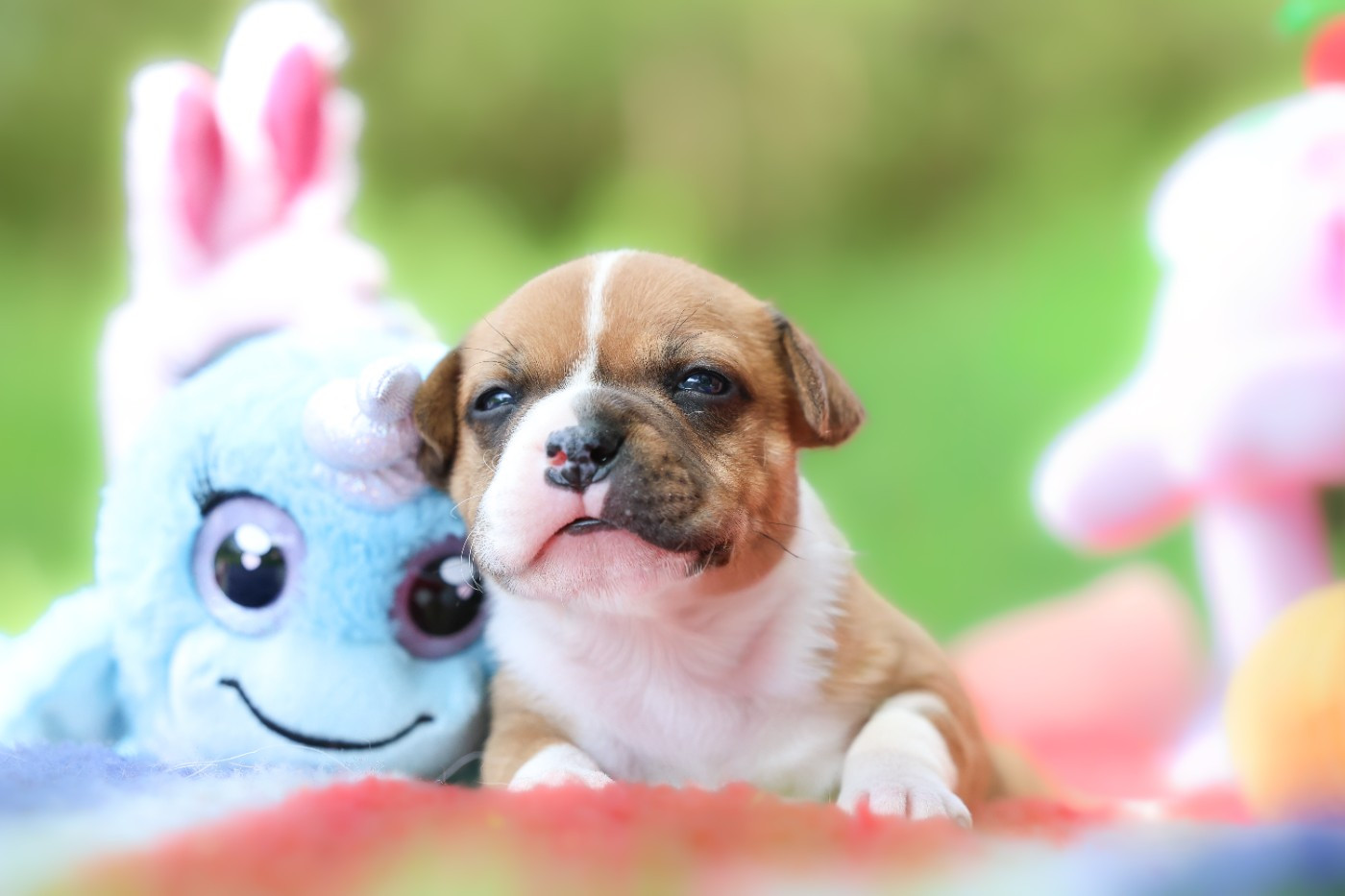 Spirit Wolf Addict - Chiots disponibles - Staffordshire Bull Terrier