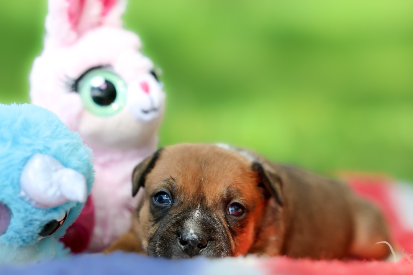 Spirit Wolf Addict - Chiots disponibles - Staffordshire Bull Terrier