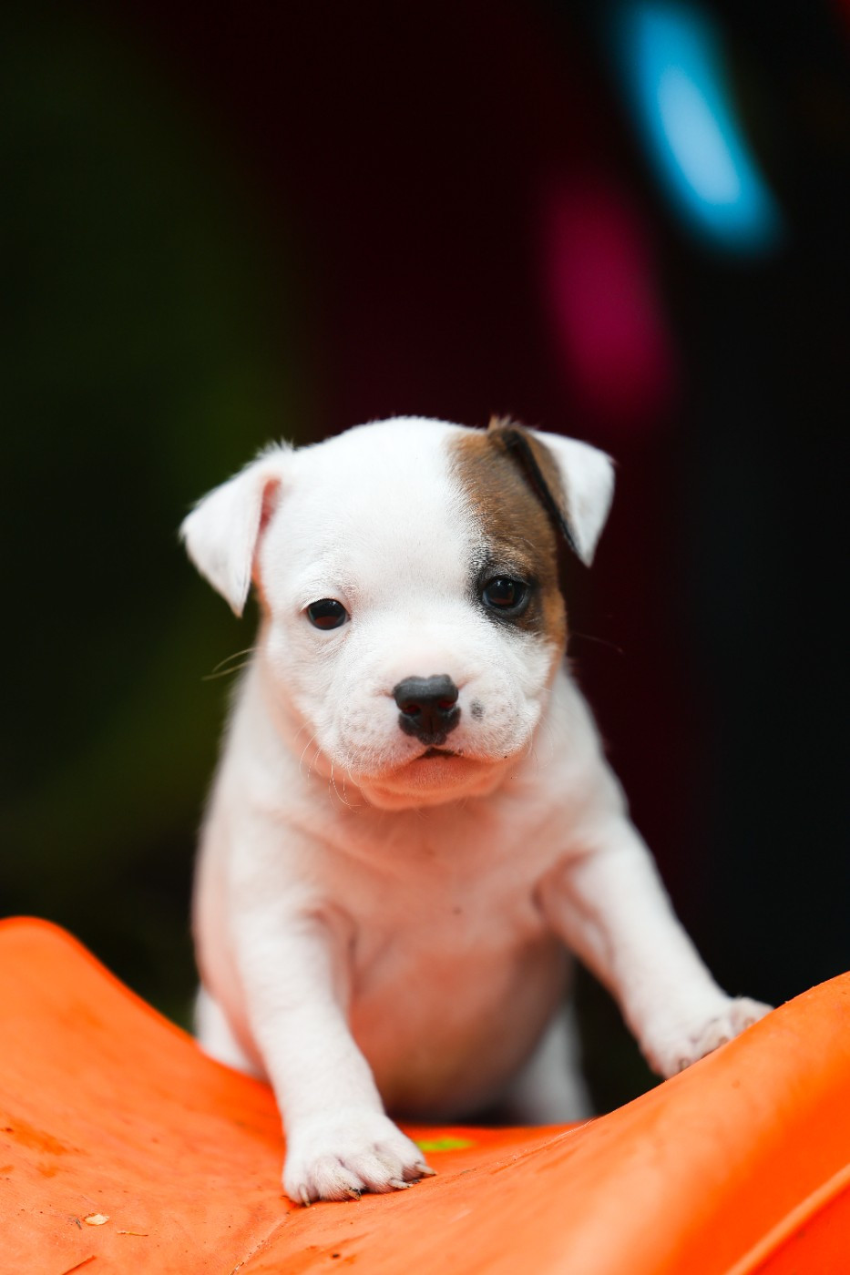 Spirit Wolf Addict - Chiots disponibles - Staffordshire Bull Terrier