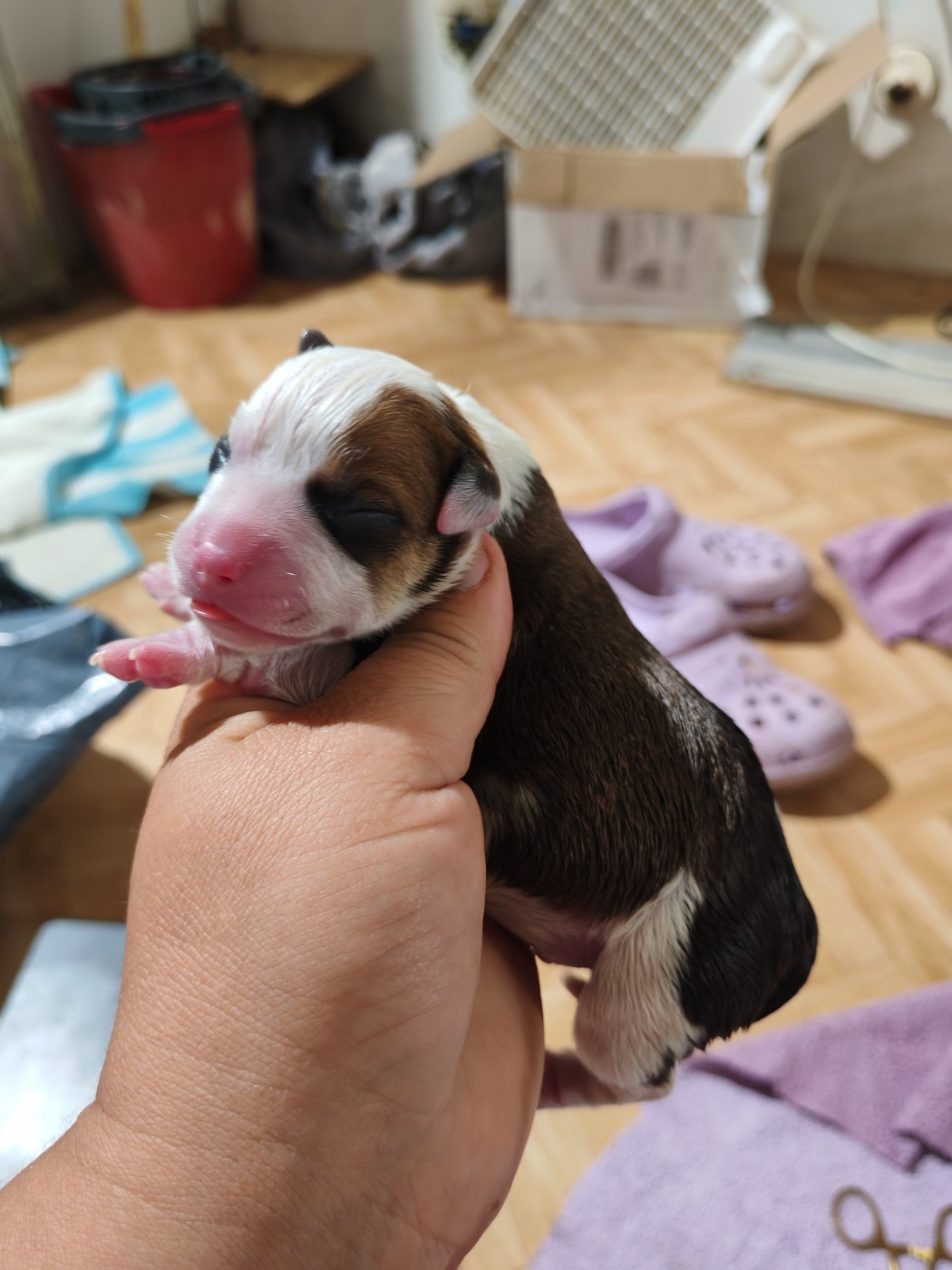 Spirit Wolf Addict - Chiots disponibles - Staffordshire Bull Terrier