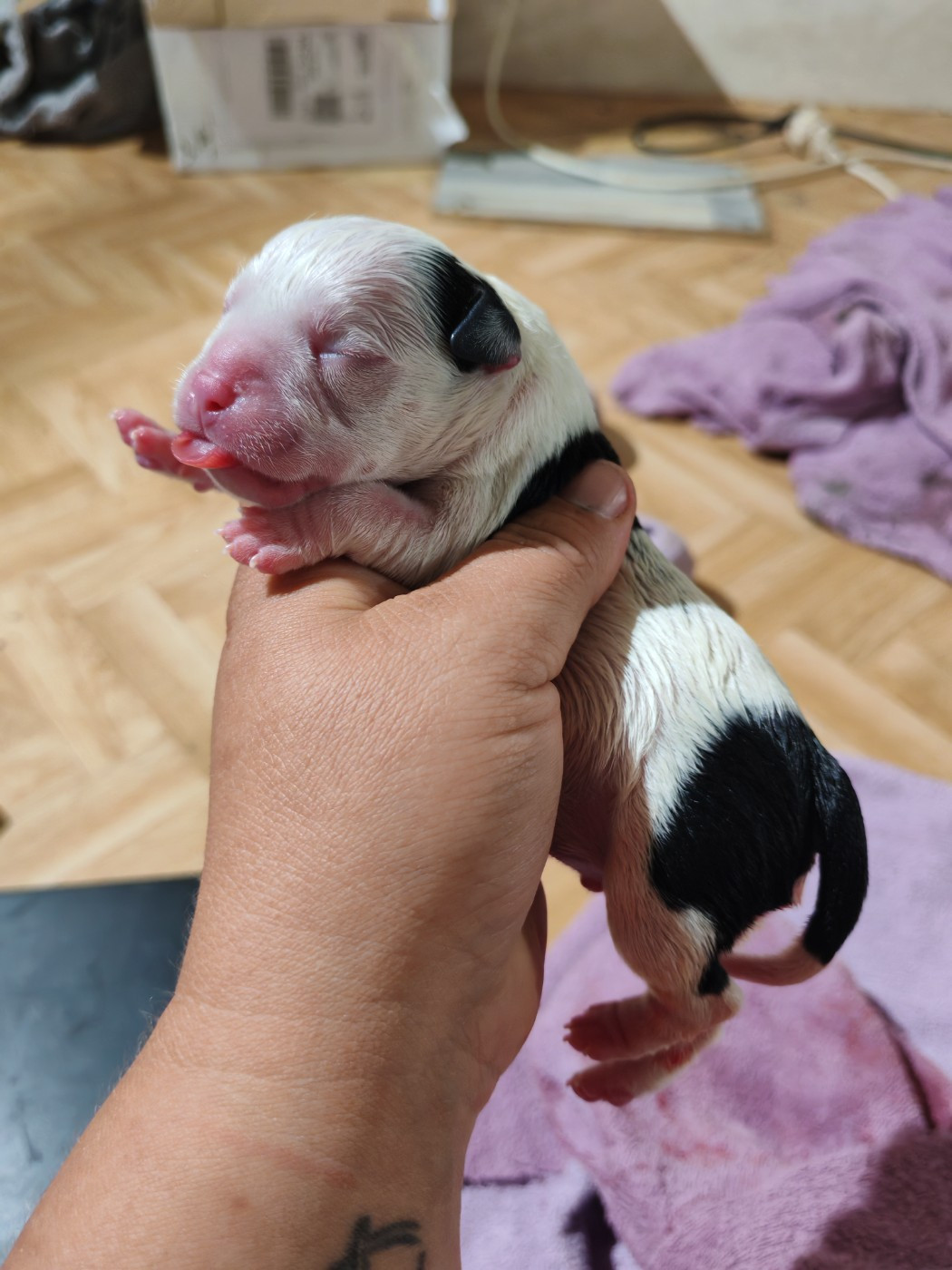 Spirit Wolf Addict - Chiots disponibles - Staffordshire Bull Terrier