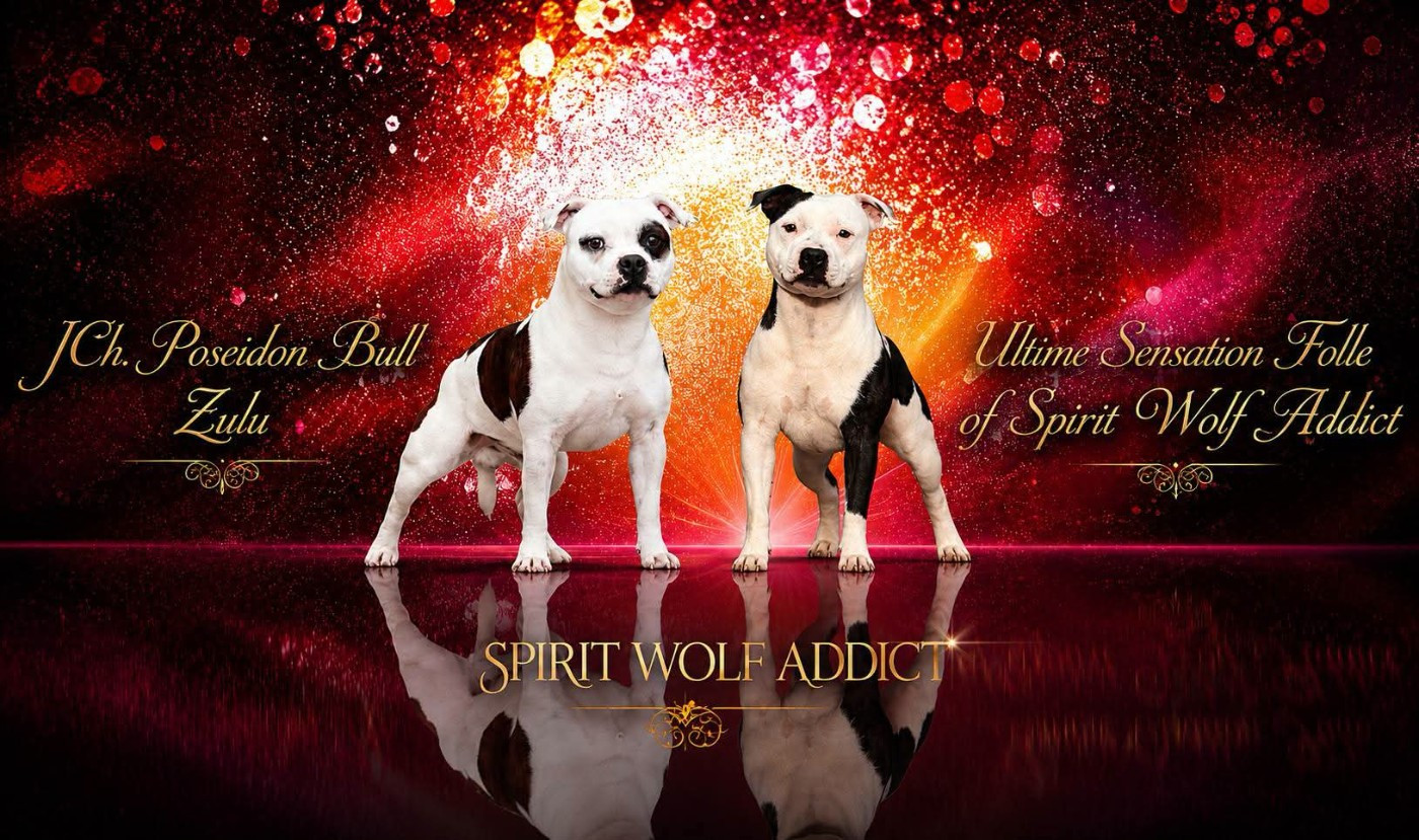 Spirit Wolf Addict - Staffordshire Bull Terrier - Portée née le 24/06/2026