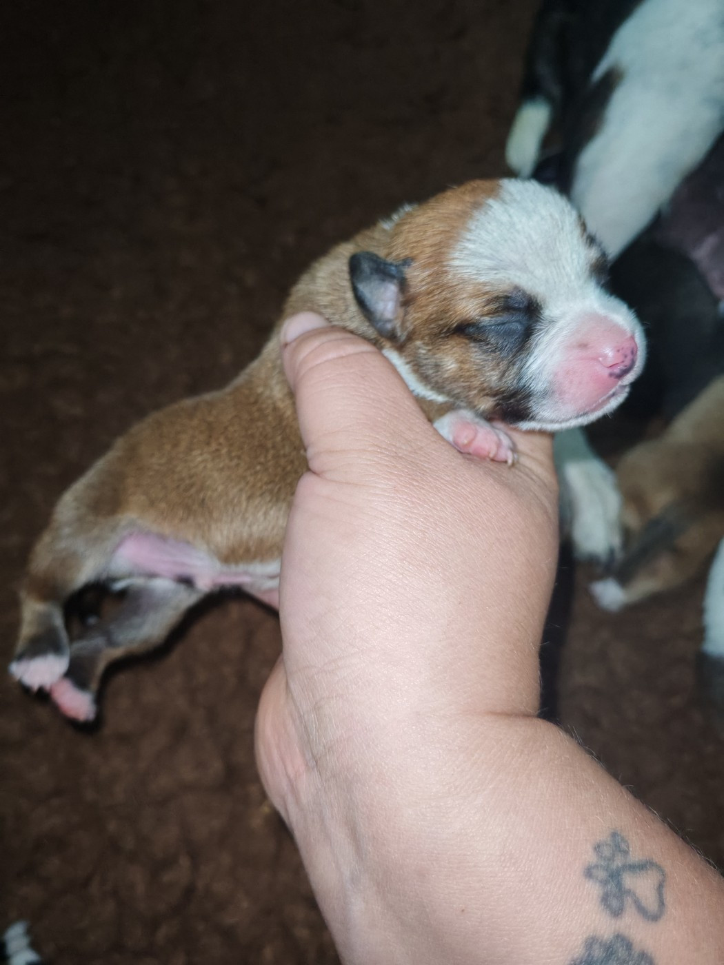 Spirit Wolf Addict - Chiots disponibles - Staffordshire Bull Terrier