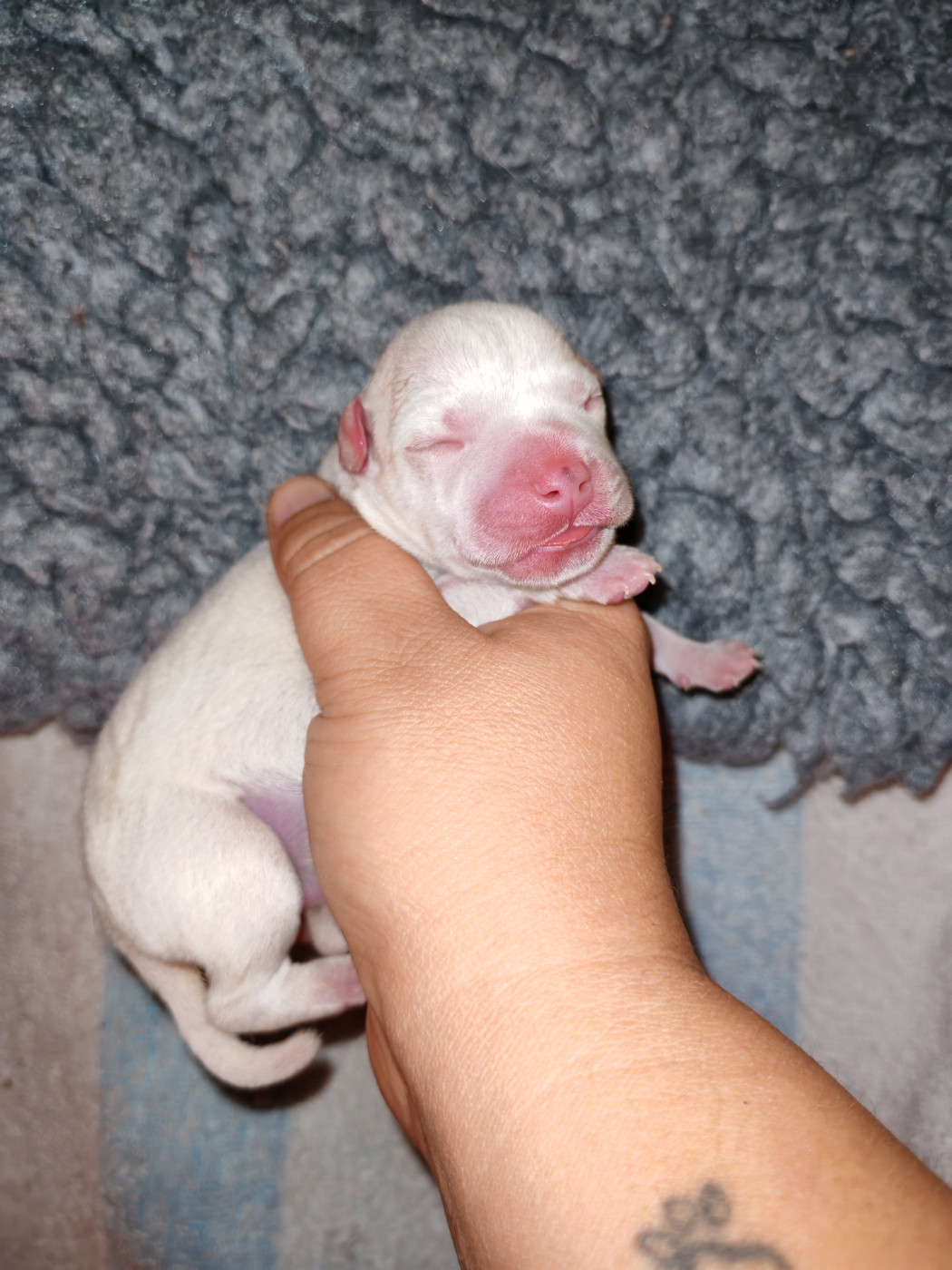 Spirit Wolf Addict - Chiots disponibles - Staffordshire Bull Terrier