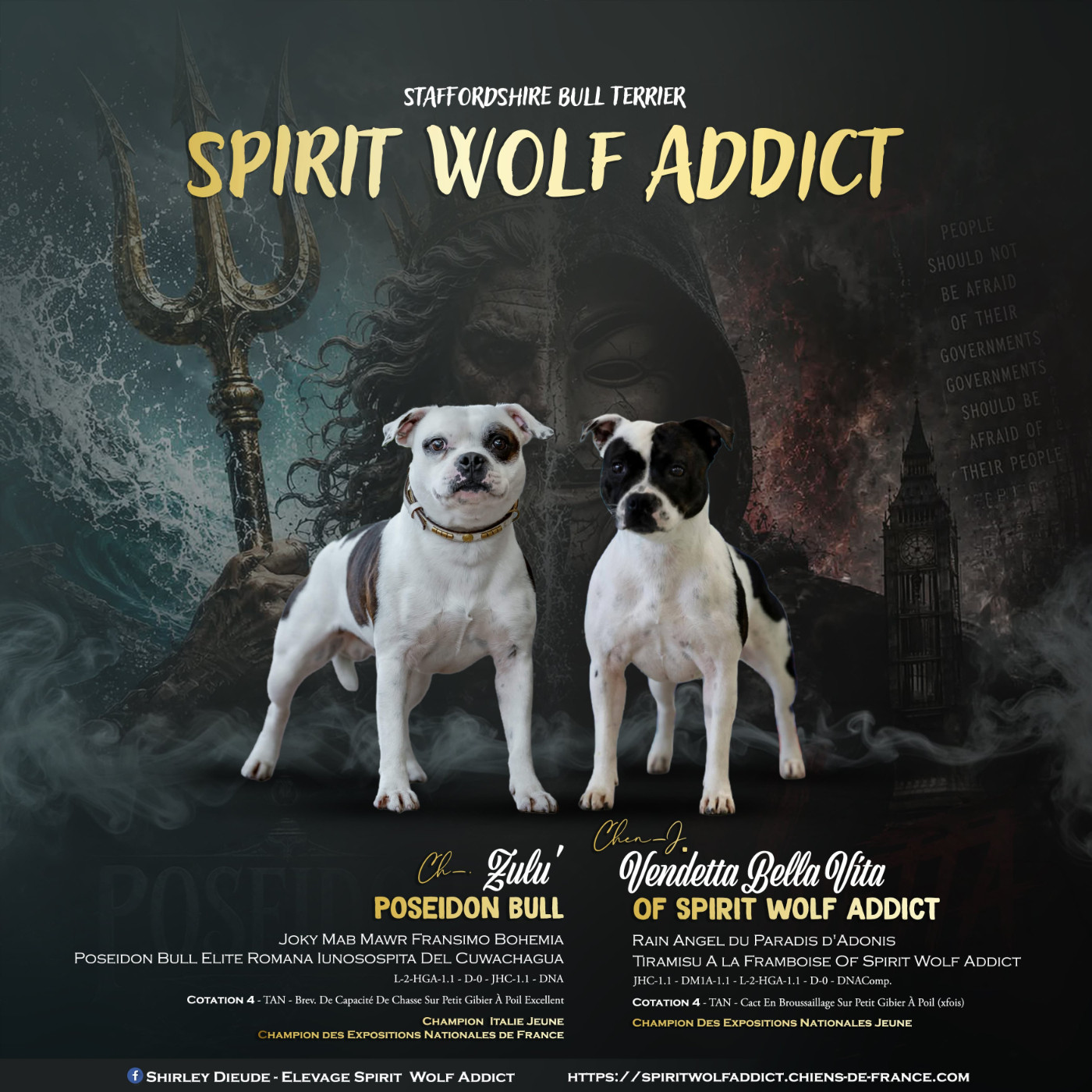 Chiot Staffordshire Bull Terrier Spirit Wolf Addict