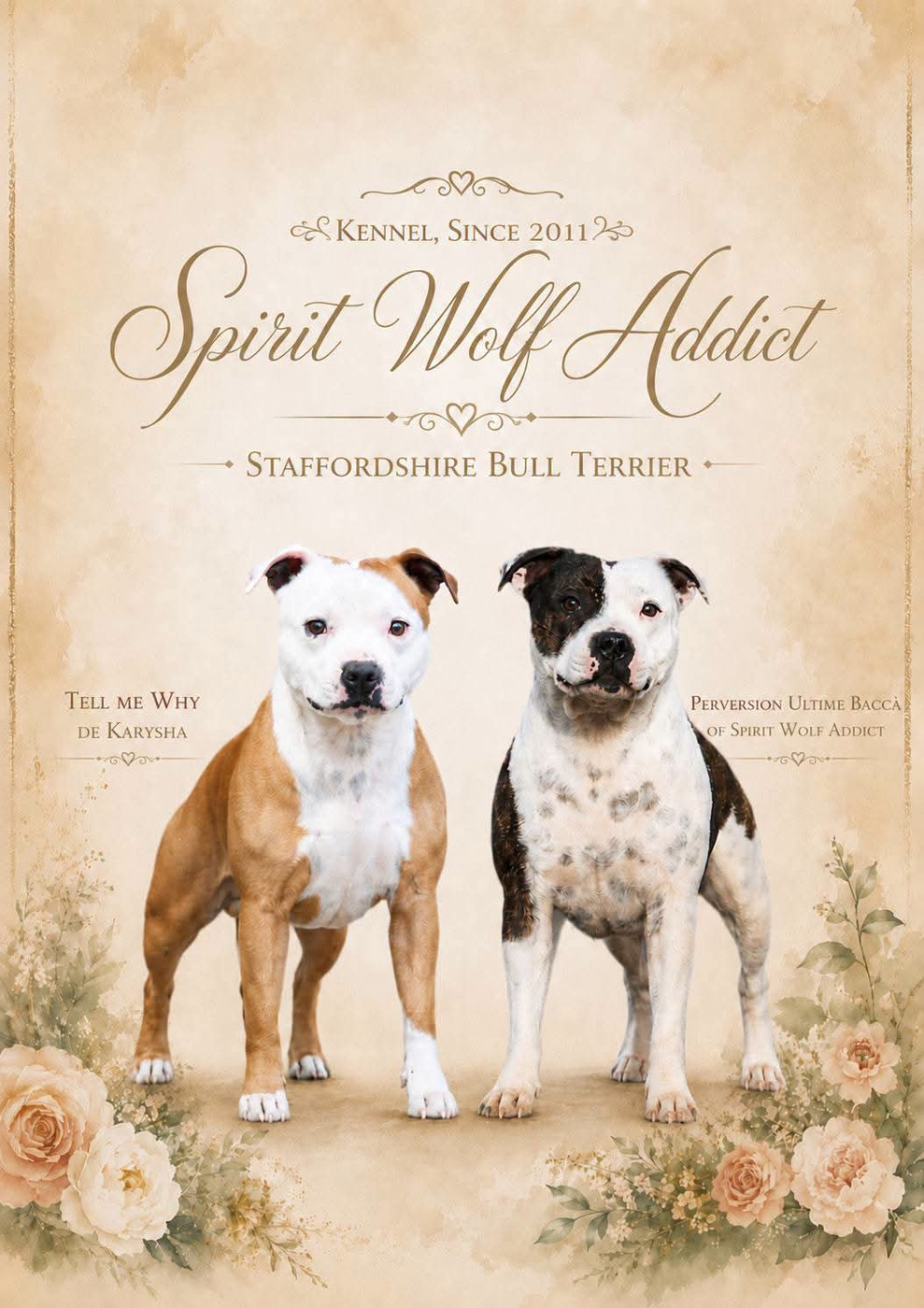 Spirit Wolf Addict - Staffordshire Bull Terrier - Portée née le 10/07/2026