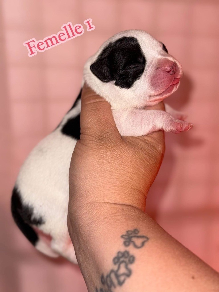 Spirit Wolf Addict - Chiots disponibles - Staffordshire Bull Terrier