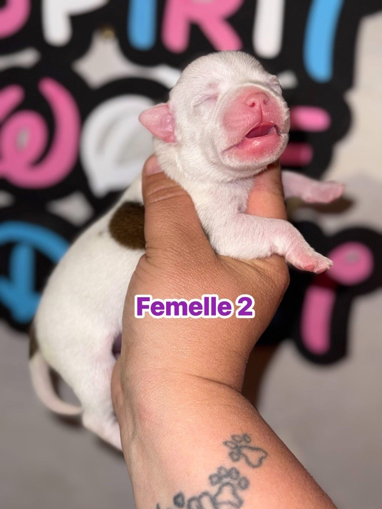 Spirit Wolf Addict - Chiots disponibles - Staffordshire Bull Terrier