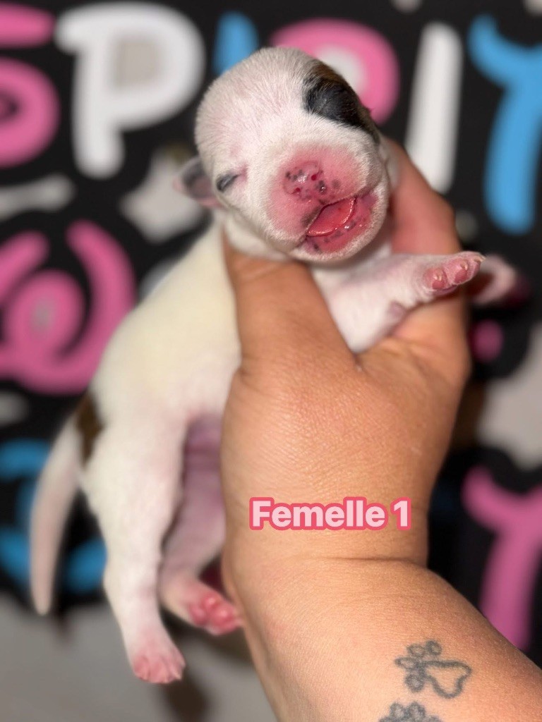 Spirit Wolf Addict - Chiots disponibles - Staffordshire Bull Terrier