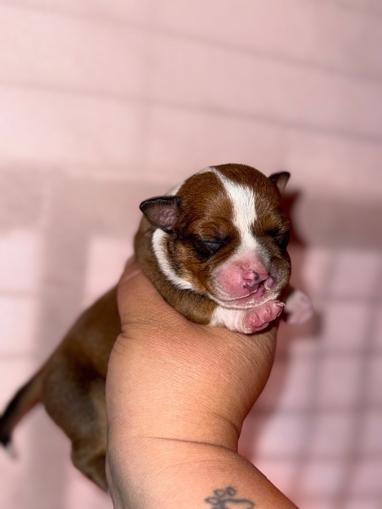Spirit Wolf Addict - Chiots disponibles - Staffordshire Bull Terrier