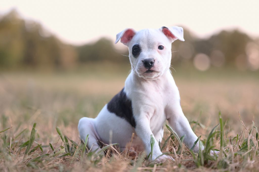 Spirit Wolf Addict - Chiots disponibles - Staffordshire Bull Terrier