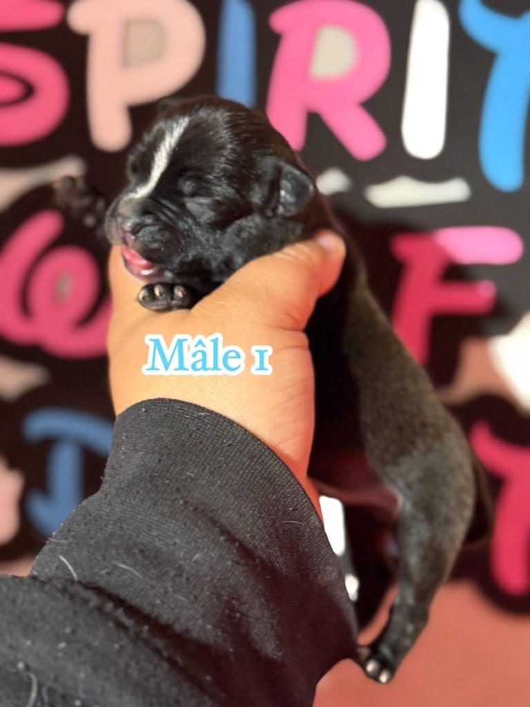 Spirit Wolf Addict - Chiots disponibles - Staffordshire Bull Terrier