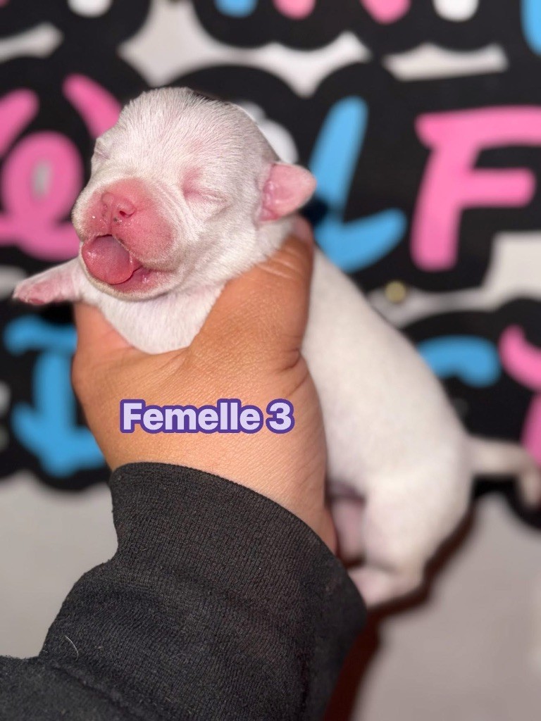 Spirit Wolf Addict - Chiots disponibles - Staffordshire Bull Terrier