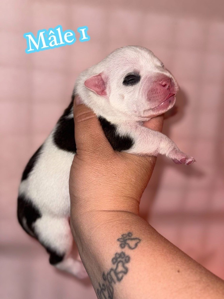 Spirit Wolf Addict - Chiots disponibles - Staffordshire Bull Terrier