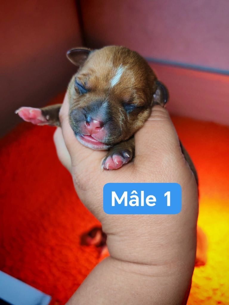 Spirit Wolf Addict - Chiots disponibles - Staffordshire Bull Terrier