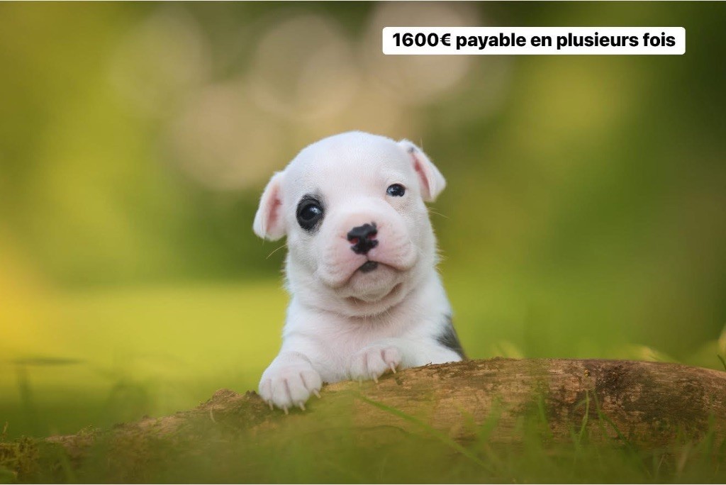 Spirit Wolf Addict - Chiots disponibles - Staffordshire Bull Terrier
