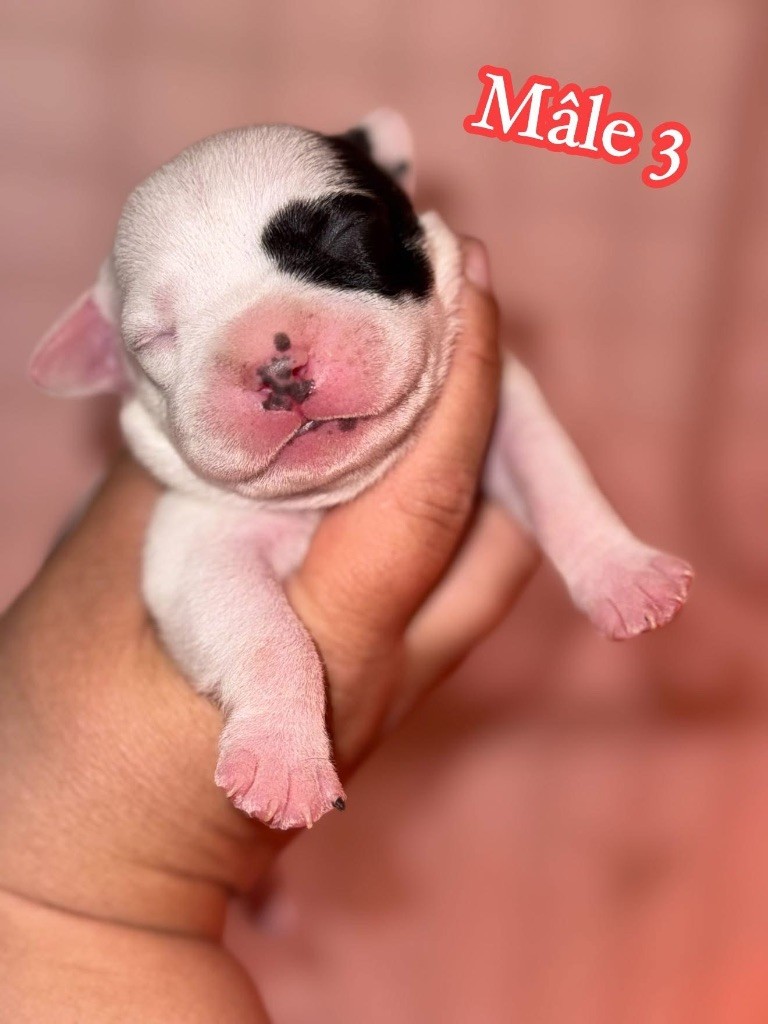 Spirit Wolf Addict - Chiots disponibles - Staffordshire Bull Terrier