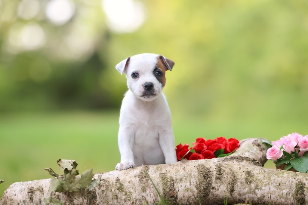 Spirit Wolf Addict - Chiots disponibles - Staffordshire Bull Terrier
