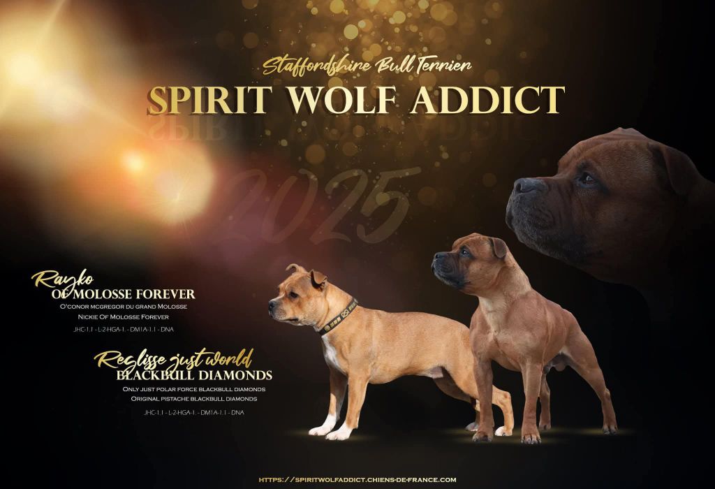 Spirit Wolf Addict - Staffordshire Bull Terrier - Portée née le 02/08/2025