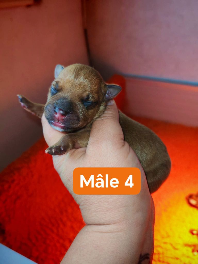 Spirit Wolf Addict - Chiots disponibles - Staffordshire Bull Terrier
