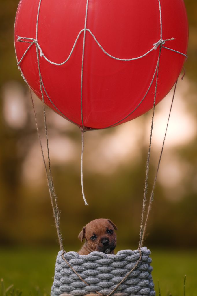 Spirit Wolf Addict - Chiots disponibles - Staffordshire Bull Terrier