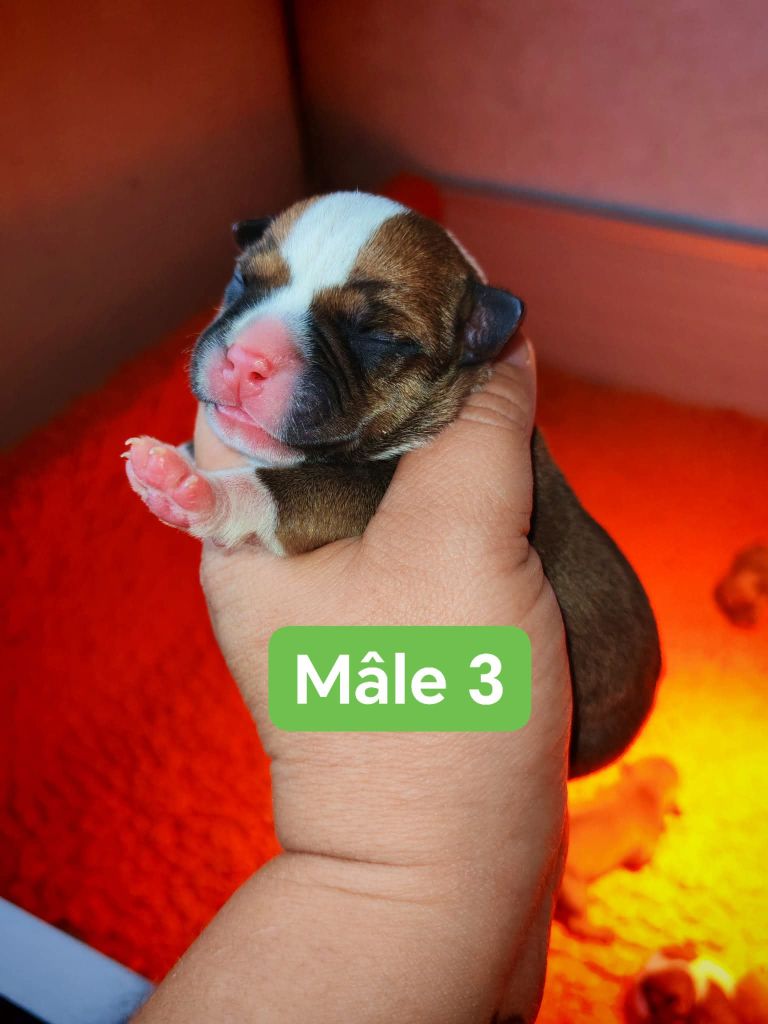 Spirit Wolf Addict - Chiots disponibles - Staffordshire Bull Terrier