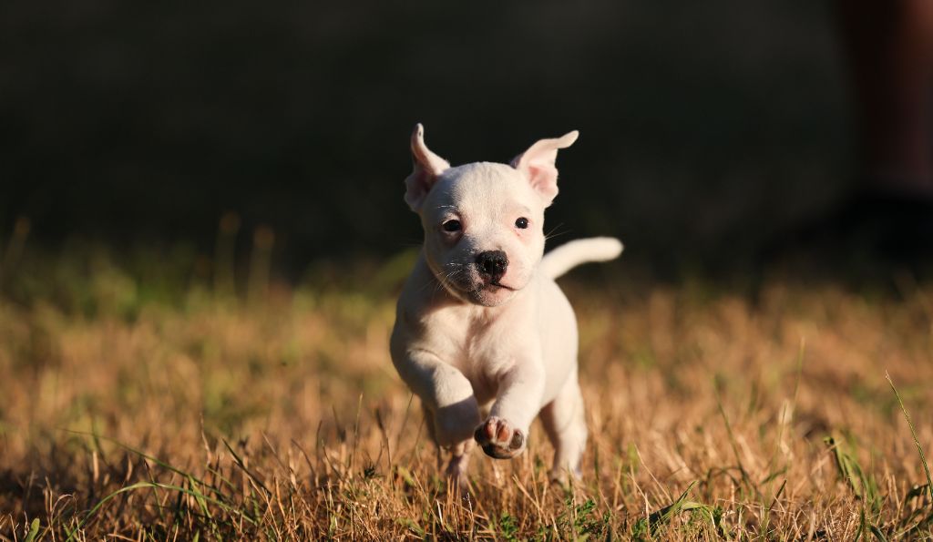 Spirit Wolf Addict - Chiots disponibles - Staffordshire Bull Terrier