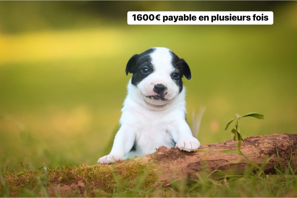Spirit Wolf Addict - Chiots disponibles - Staffordshire Bull Terrier