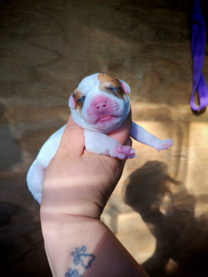 CHIOT 1