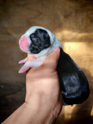 CHIOT 2