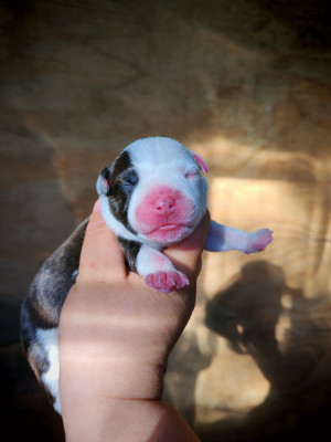 CHIOT 3