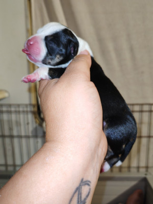 CHIOT 1