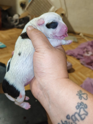 CHIOT 2