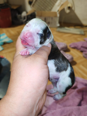 CHIOT 3