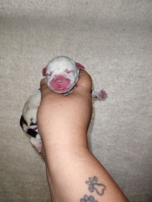 CHIOT 4