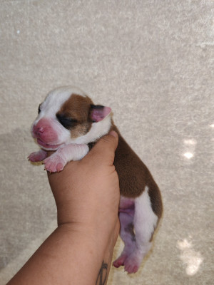CHIOT 5
