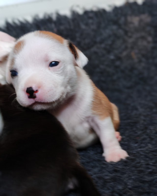 CHIOT 1