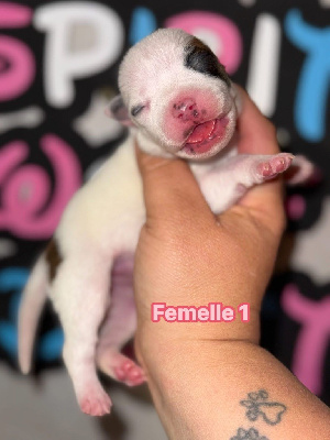Femelle 1