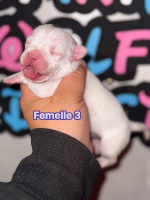 Femelle 3